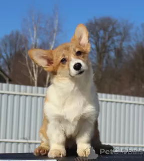 Additional photos: welsh corgi pembroke