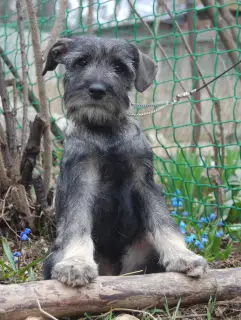 Photo №1. standard schnauzer - for sale in the city of Москва | 420$ | Announcement № 2006