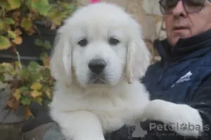 Photo №1. golden retriever - for sale in the city of Калифорния Сити | 320$ | Announcement № 42508