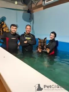 Additional photos: Swimming pool for dogs