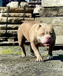 Additional photos: AMERICAN BULLY PUPPIES