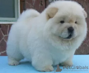 Photo №1. chow chow - for sale in the city of Ulvila | Is free | Announcement № 128366