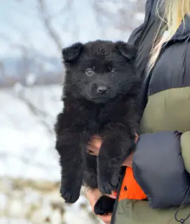 Photo №3. female, German shepherd from 11/19, black with FCI documents. Ukraine