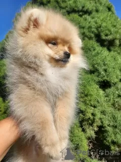 Additional photos: pomeranian