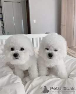 Photo №2 to announcement № 116775 for the sale of bichon frise - buy in Iceland private announcement