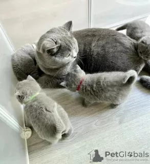 Photo №1. british shorthair - for sale in the city of Quogue | 300$ | Announcement № 122949