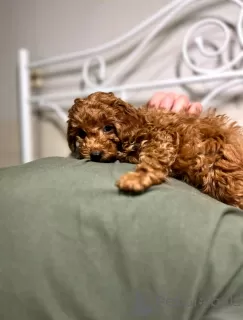 Additional photos: Poodle puppies