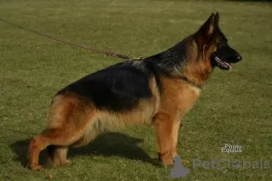 Additional photos: Beautiful German Shepherd puppies for Europe for sale!