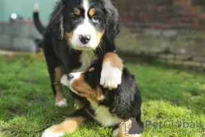 Photo №2 to announcement № 127286 for the sale of bernese mountain dog - buy in Germany 