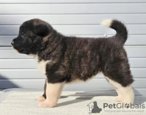 Additional photos: American Akita, puppies