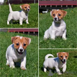 Additional photos: Booking Jack Russell puppies from the kennel for May-June