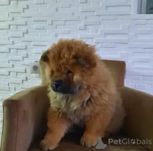 Additional photos: Chow Chow Puppies