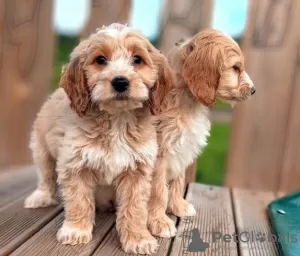 Photo №1. american cocker spaniel - for sale in the city of Vilnius | 370$ | Announcement № 36108