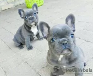 Photo №1. french bulldog - for sale in the city of Þorlákshöfn | negotiated | Announcement № 65579