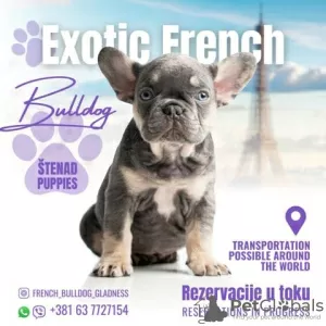 Photo №2 to announcement № 124125 for the sale of french bulldog - buy in Serbia 