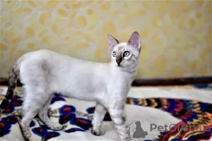 Photo №1. bengal cat - for sale in the city of Minsk | 498$ | Announcement № 9368