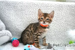 Photo №4. I will sell bengal cat in the city of Barcelona. private announcement, breeder - price - 370$