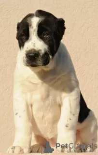 Photo №1. central asian shepherd dog - for sale in the city of Šabac | negotiated | Announcement № 36984