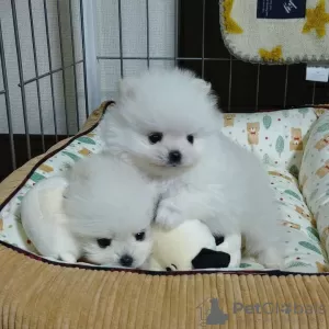 Photo №3. Female Pomeranian for sale. United Kingdom