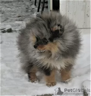 Photo №3. Handsome spitz boy. Russian Federation