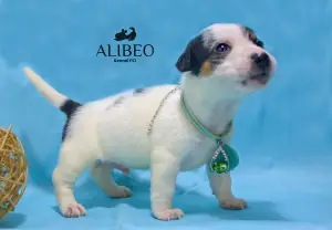 Photo №2 to announcement № 3839 for the sale of jack russell terrier - buy in Belarus from nursery