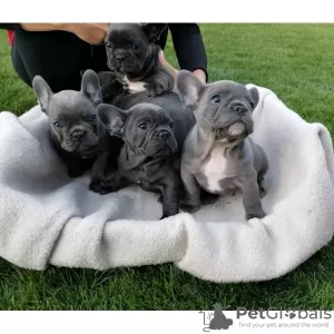 Photo №1. french bulldog - for sale in the city of Urlingford | Is free | Announcement № 124863