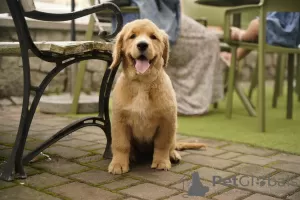 Additional photos: Girls Golden Retriever