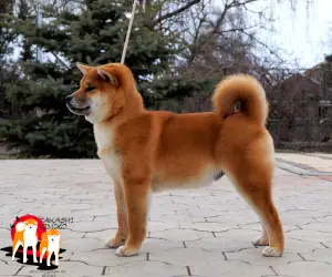 Photo №3. Shiba-inu. Russian Federation