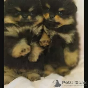 Additional photos: Pomeranian puppies for sale