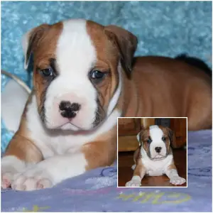 Photo №1. american pit bull terrier - for sale in the city of Minsk | 550$ | Announcement № 1100