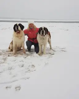 Additional photos: Puppies of St. Bernard are born. 3 boys and 5 girls are waiting for the reserve