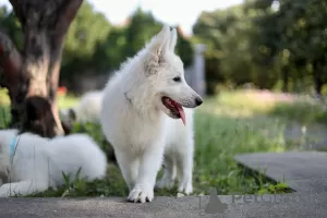 Additional photos: White Swiss Shepherd puppies for sale