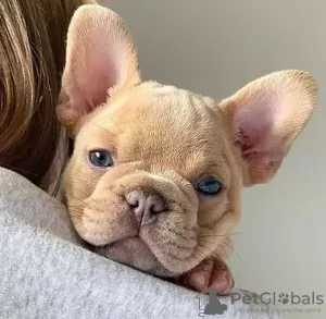 Additional photos: French bulldog puppies