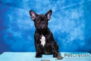 Additional photos: French bulldog Puppies