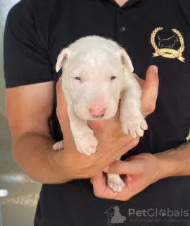 Photo №1. bull terrier - for sale in the city of Bačka Topola | negotiated | Announcement № 106260