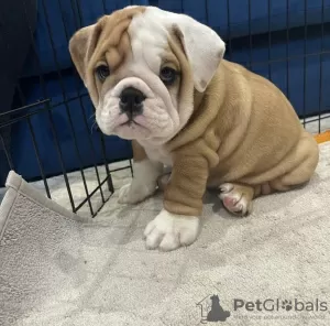 Photo №1. english bulldog - for sale in the city of Seydisfjordur | negotiated | Announcement № 116761