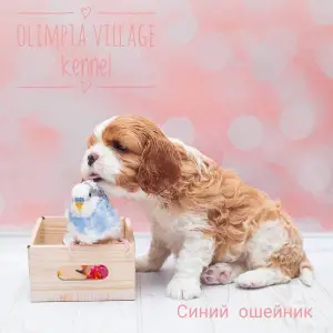 Additional photos: Kennel RKF “Olimpia Village” (Moscow) offers high-pedigree puppies Cavalier King