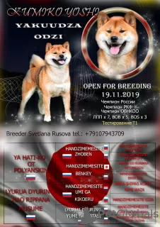 Photo №2. Mating service shiba inu. Price - negotiated