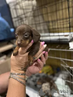 Photo №2 to announcement № 123478 for the sale of dachshund - buy in Finland private announcement, breeder