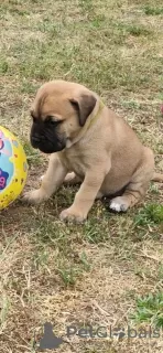 Additional photos: Bullmastiff puppies