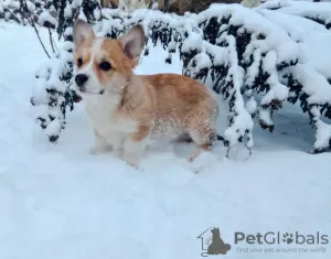 Photo №1. welsh corgi - for sale in the city of Kiev | 700$ | Announcement № 9092