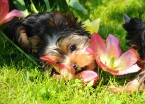 Photo №1. yorkshire terrier - for sale in the city of Podolsk | 584$ | Announcement № 2734