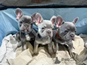 Photo №1. french bulldog - for sale in the city of Andermatt | 235$ | Announcement № 129282