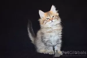 Photo №4. I will sell siberian cat in the city of Almaty. from nursery - price - 300$