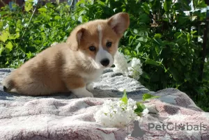 Additional photos: Adorable welsh corgi pembroke boys