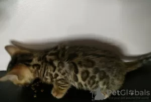 Photo №2 to announcement № 44038 for the sale of bengal cat - buy in Belarus private announcement