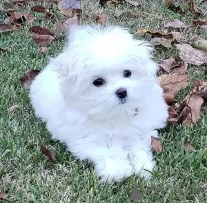 Photo №2 to announcement № 130343 for the sale of maltese dog - buy in Germany private announcement