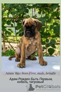 Additional photos: Club German Boxer puppies