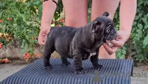 Photo №4. I will sell french bulldog in the city of Gaj. breeder - price - negotiated