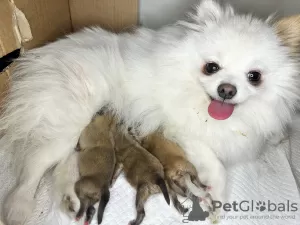 Additional photos: Pomeranian Spitz puppies.